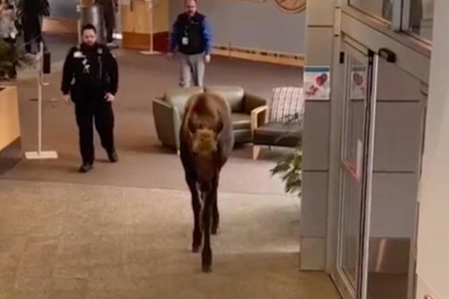 A moose was hungry, so he went inside a hospital and began chewing on plants