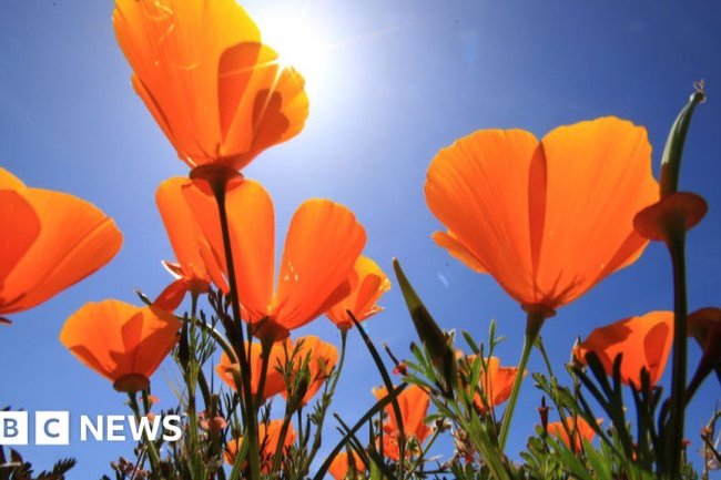 Rare California poppy superbloom thrills crowds