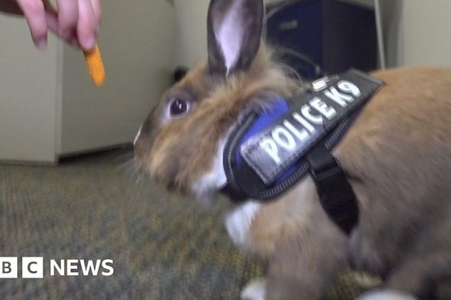 Forget a K9 unit, this police station has a bunny