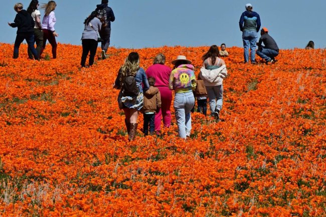 Wildflower super bloom returns to California after rainy winter