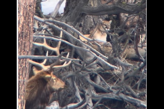 See stunning moment between predator and prey that left Yellowstone guide ‘speechless’
