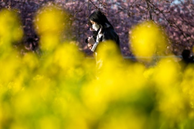Japan declares war on hay fever