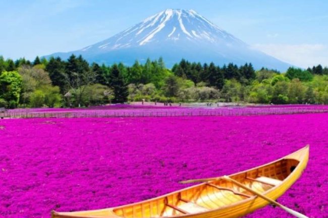 Fuji Shibazakura Festival: Celebrate Spring with Flower Festivals and Gorgeous Gardens Near Mt. Fuji