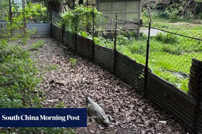 Crocodile spotted in Hong Kong village, sparking hunt for rare reptile