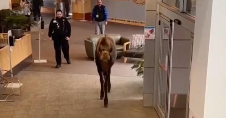 A moose was hungry, so he went inside a hospital and began chewing on plants