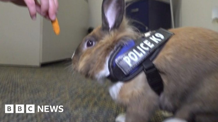 Forget a K9 unit, this police station has a bunny