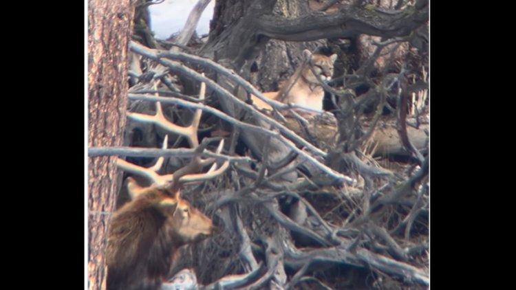 See stunning moment between predator and prey that left Yellowstone guide ‘speechless’