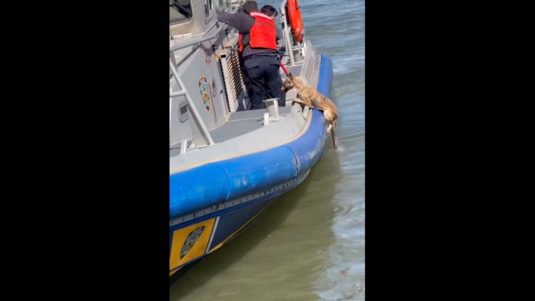 Police rescuing ‘dog’ struggling in river discover it was something else entirely