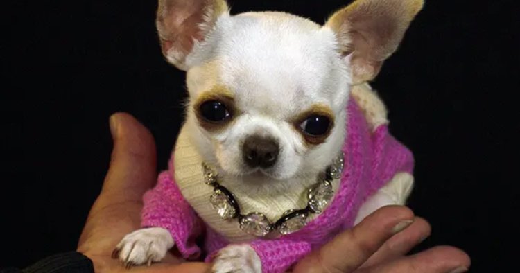 9-centimeter-tall Chihuahua named world's shortest living dog