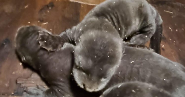 Rare giant otter triplets born at wildlife park