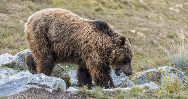 Bear kills jogger; same animal reportedly attacked 2 others in 2020