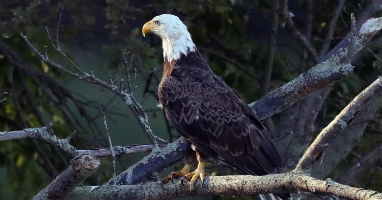 Bald eagle who cared for "RockBaby" takes over care of orphaned eaglet