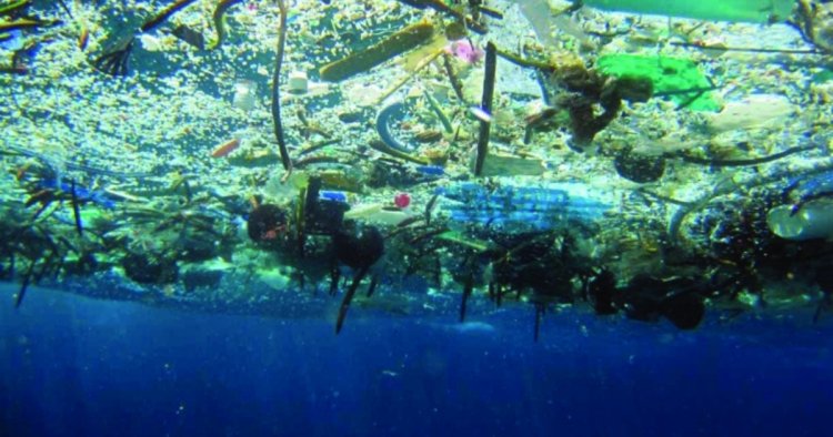 Coastal species living in Great Pacific Garbage Patch in middle of the ocean