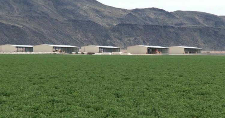 Saudi company draws unlimited Arizona ground water for crop illegal to grow in Saudi Arabia