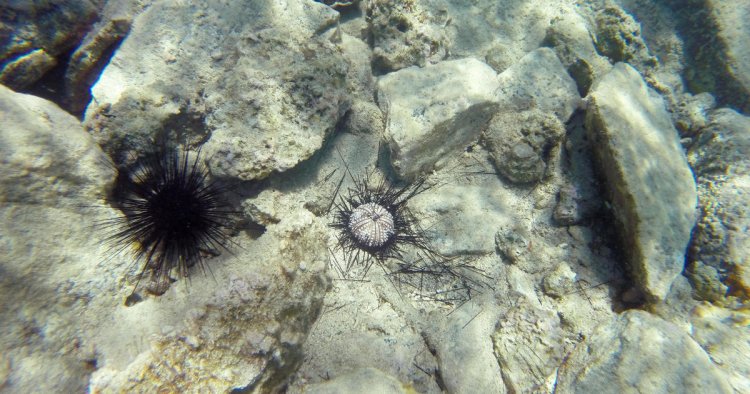 Mysterious case of Caribbean sea urchin die-off solved by scientists