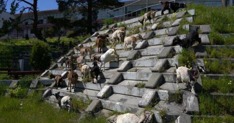 How a herd of California goats are preventing wildfires