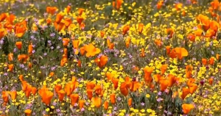 Wet winter leads to California "super bloom"