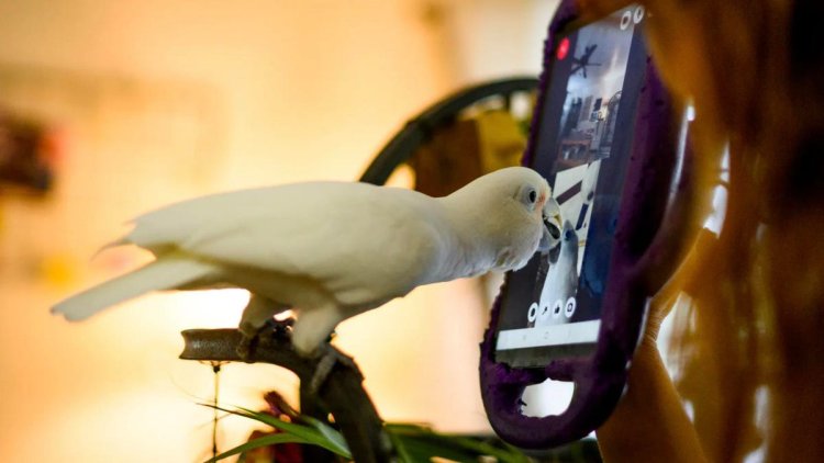Companion Parrots May Be Less Lonely When They Phone Their Feathered Friends