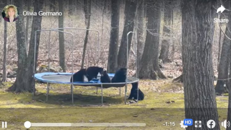 Watch bear family bounce and play on woman’s backyard trampoline. ‘We are very similar’