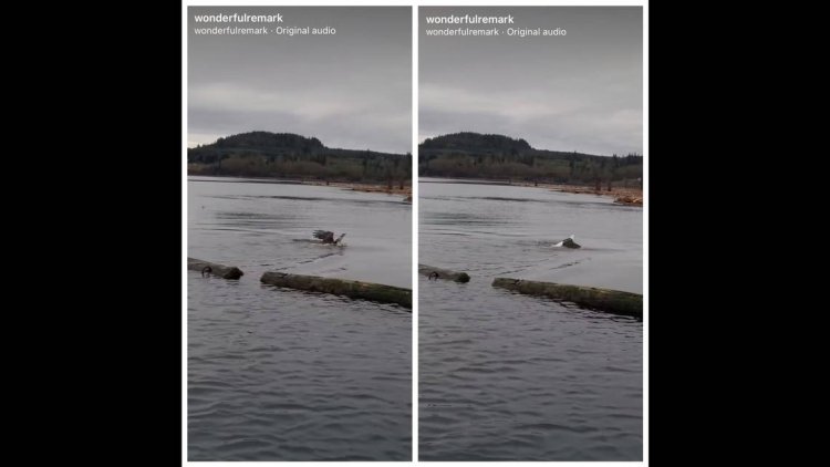 Bald eagle spotted awkwardly swimming in Canada — then comes another surprise