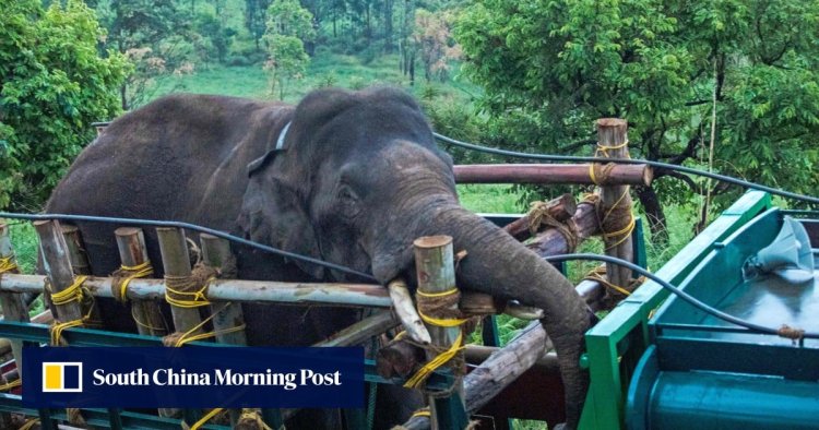 India finally captures rice-raiding elephant that killed 6 people