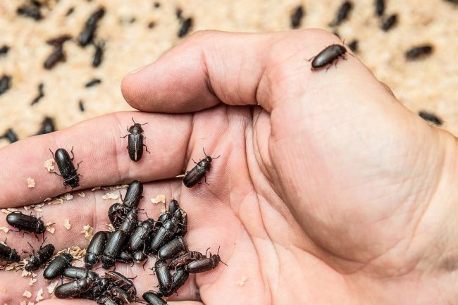 Switzerland Wants Children to Eat Less Chocolate, More Insects