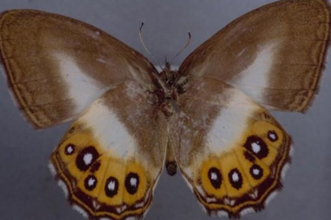 Butterfly species named after "Lord of the Rings" villain Sauron