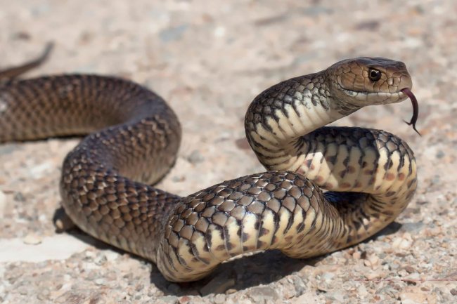 A Colorado mom spent her life savings to buy her first house. Days after she moved in, she found 10 snakes living in the home's walls.