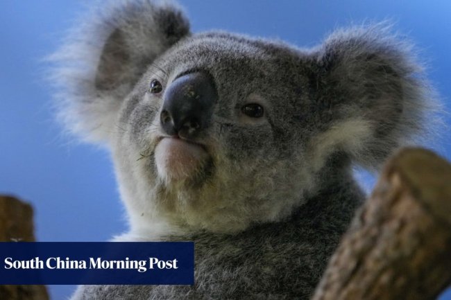 Australia begins vaccinating koalas against chlamydia to prevent extinction