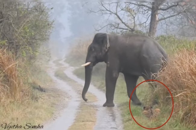 Watch: Prowling tiger bows to ‘titan herd’ of elephants