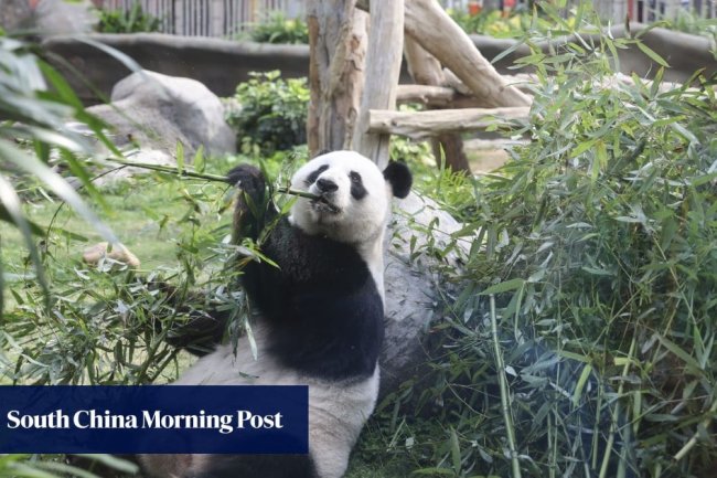 New pandas in Hong Kong? Ocean Park, city in discussions about obtaining pair from Beijing