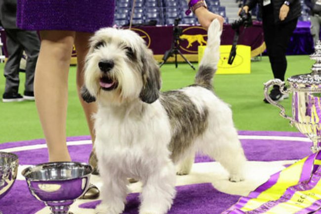 Buddy Holly wins best in show at Westminster dog show