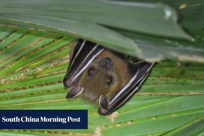 Some bats make better virus hosts than others, Chinese researchers find