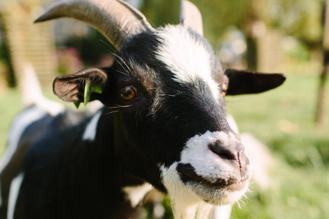 Oklahoma police searching for someone yelling "help" instead find goat