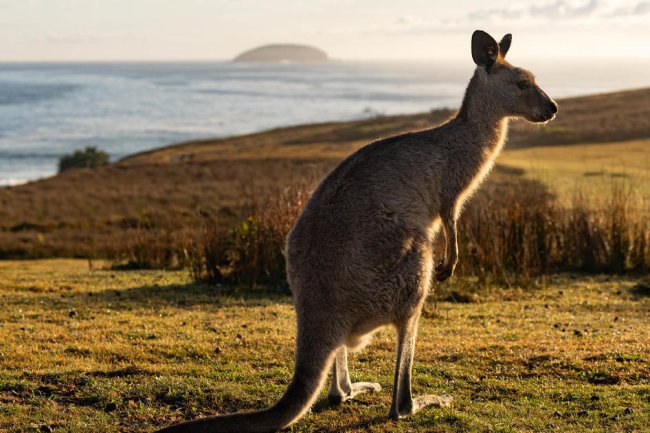 Shooting kangaroos urged by some Australians as animal boom looms