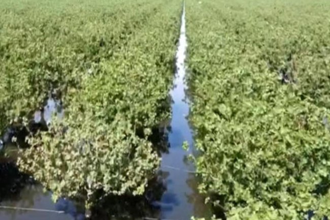 Severe storms have devastating impact on Central California farmers