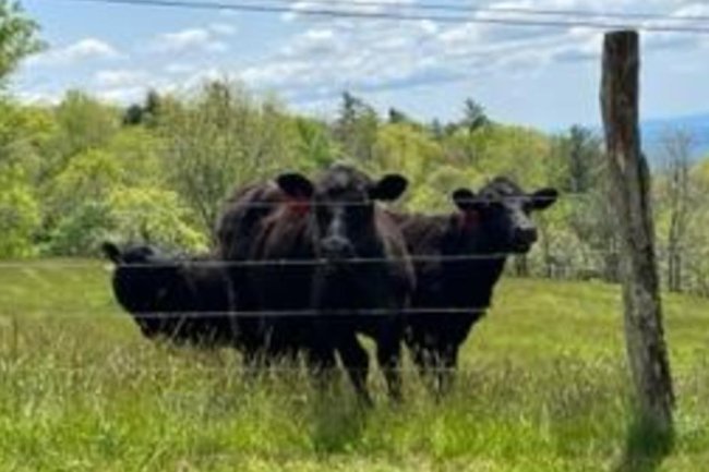 Cows lead police "directly" to where a suspect was hiding in their pasture