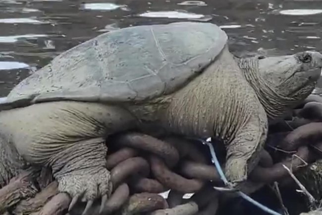 Viral video captures plump snapping turtle nicknamed "Chonkosaurus"