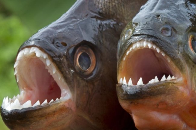 Piranhas swarm 8 tourists at Brazilian resort, leaving them with bloody legs and feet