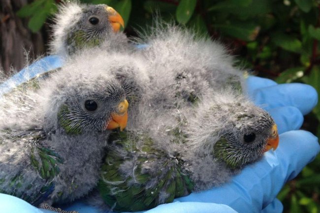 Survival Of The Fattest: Heaviest Parrot Nestlings Survive Better