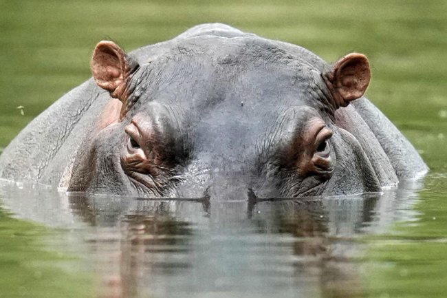 Baby dies, dozens feared dead after hippo capsizes canoe