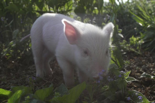 Piglet on his way to be fattened for slaughter gets a new chance at life