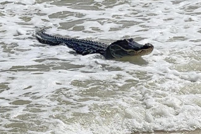 Alligator catches some waves at Alabama beach, video shows