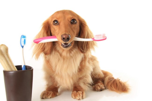 Which pet insurance covers dental?