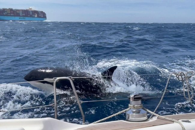 Killer whales learn to sink yachts off Gibraltar