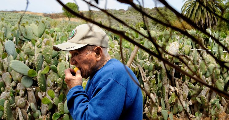 Preserving the Legacy of Japanese American Farms in Southern California