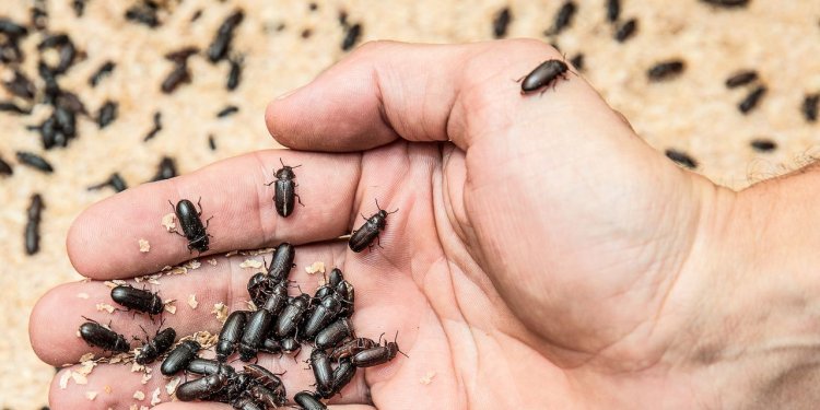 Switzerland Wants Children to Eat Less Chocolate, More Insects