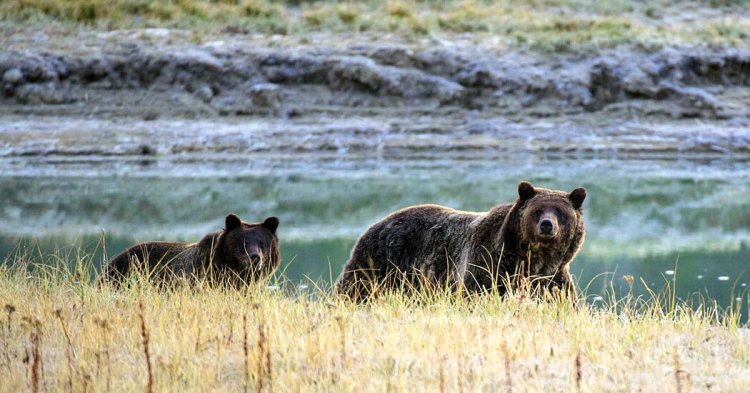 Death of Grizzly Bear Found Near Yellowstone Is Under Investigation