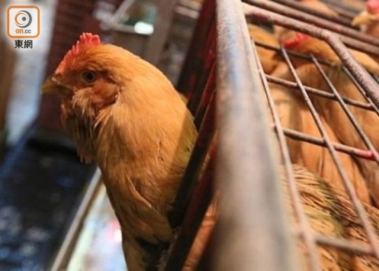 英國爆高致病性H5N1　食安中心令停進口禽類產品