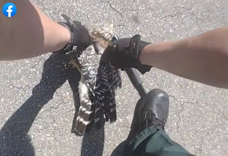 Watch hawk get rescued from death’s grip as two Florida deputies wrangle angry snake